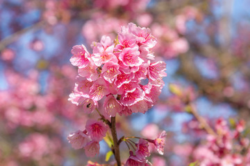 Spring Pink Cherry Blossoms or Sakura with blurred background