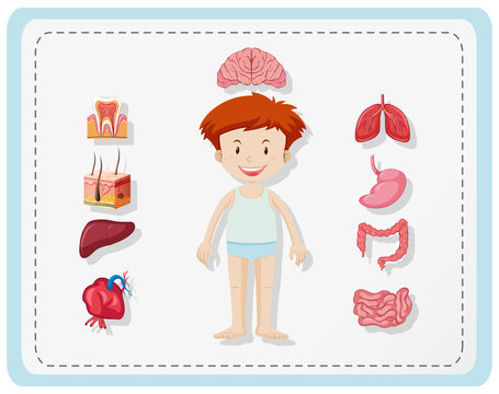 Boy and different parts of body