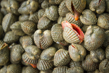 (Tegillarca granosa) raw sea cockles clams