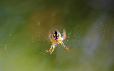 Spider on the web