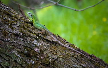 The green lizard basks
