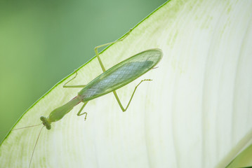 Close up mantis in nature.