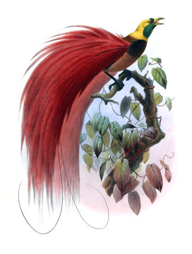 Bird of paradise.