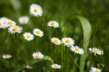 Blooming daisys, meadow