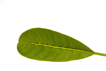 Fototapeta na wymiar Plumeria leaves isolate on white background.