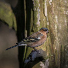 Lovely portrait of male Chaffinch Fringilla Coelebs sitting in sunshine on branch of tree in forest