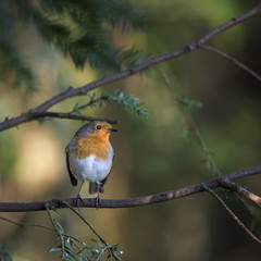 Stunning portrait of European Robin Redbreast Erithacus Rubecula sitting in tree in sunny woodland landscape
