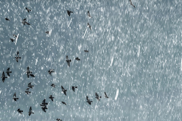 flock of birds in the sky / a lot of black birds flying in the blue sky, background, texture overlay. wild nature birds flying through the sky