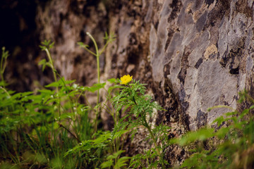 The moss on the rocks near the stream.