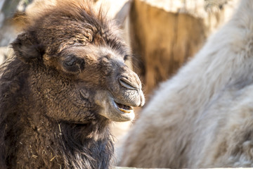 Close up of a camel chewing