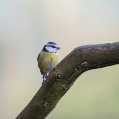 Stunning portrait of Blue Tit Cyanistes Caeruleus bird sitting in sunshine in forest landscape