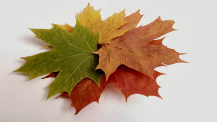 Dry leaves