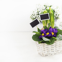 Spring flowers  violet primroses, hyacinths with frame for text on white background, copy space.