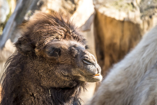 Close up of a camel chewing