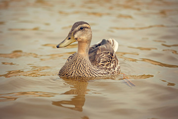Female Mallard water fowl floating in a backyard pond.