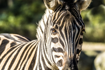 Fototapeta premium Close up of a zebra