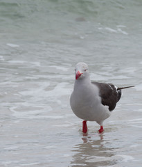 Dolphin gull wading in the calm Atlantic Ocean near the Falkland Islands. It has an orange beak and legs.