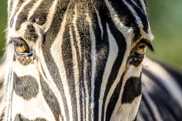 Close up of a zebra