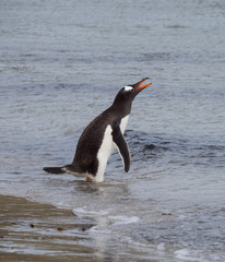 Wading Gentoo Penguin braying or vocalizing with its beak open and orange tongue showing.