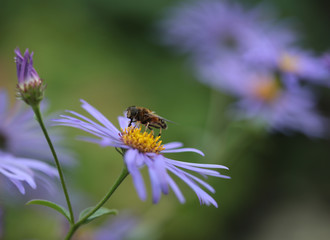 Bug on a purple flower feeding