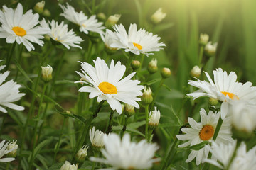 Beautiful white camomiles or daisies on a green meadow