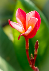 Plumeria (frangipani) on green background.