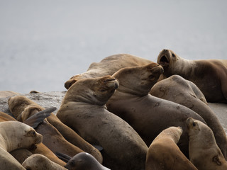 Fototapeta premium Seals Looking at an Upside Down World