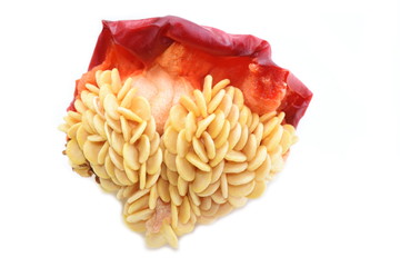 Closeup on seeds from red paprika on white background