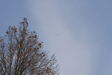 日本の岡山県の、街中の樹木