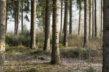 Wald vor nebliger Landschaft
