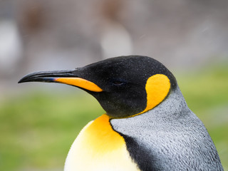 Close Up of King Penguin with Rain Drops on its feathers.