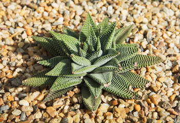 Зебра Кактус. Хавортия полосатая.