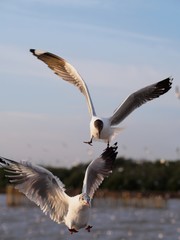 Seagulls in mangrove forest reserve bangpoo Thailand