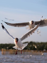 Seagulls in mangrove forest reserve bangpoo Thailand