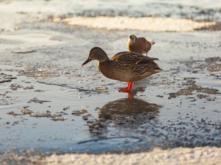 ducks on the river in winter on ice утки на реке  зимой на льду 