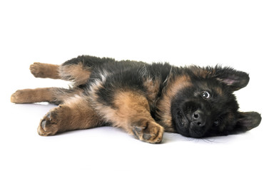 puppy german shepherd