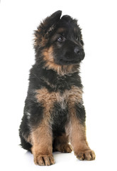 puppy german shepherd