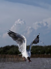 Seagulls in mangrove forest reserve bangpoo Thailand