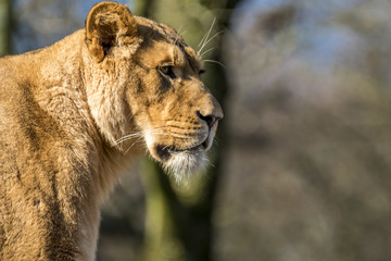 Obraz na płótnie Canvas Close up of female lion