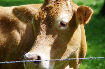 vache limousine dans un pré
