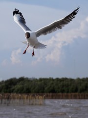 Fototapeta na wymiar Seagulls in mangrove forest reserve bangpoo Thailand