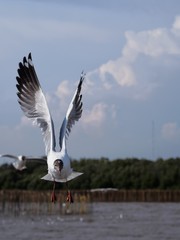 Seagulls in mangrove forest reserve bangpoo Thailand