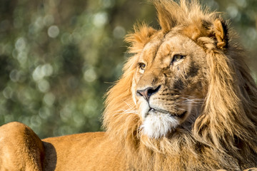 Close-up of male lion lying on a branch