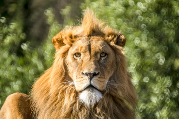 Close-up of male lion lying on a branch
