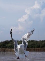 Seagulls in mangrove forest reserve bangpoo Thailand