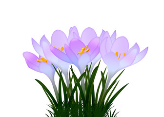 Fototapeta premium Purple crocuses with leaves on white background