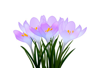 Purple crocuses with leaves on white background