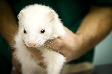 Obraz premium Profile of a ferret