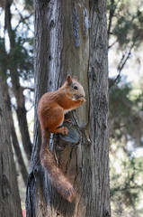 a small red squirrel on a tree in a park gnawing a nut