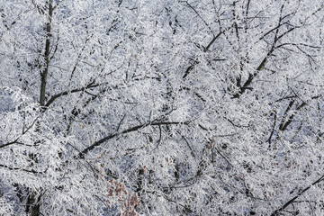 Tree branches with snow